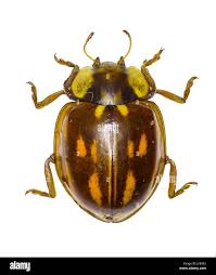 Attēlu rezultāti vaicājumam “Myzia oblongoguttata”