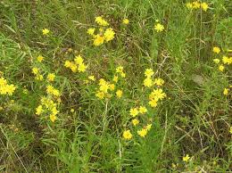 Attēlu rezultāti vaicājumam “Hieracium”