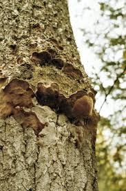 Attēlu rezultāti vaicājumam “Phellinus nigricans”