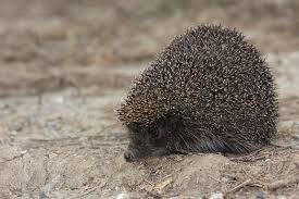 Attēlu rezultāti vaicājumam “Erinaceus roumanicus”