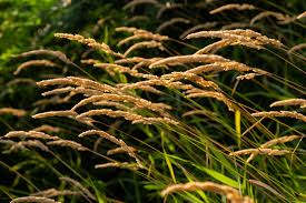 Attēlu rezultāti vaicājumam “Anthoxanthum odoratum fruit”