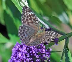 Attēlu rezultāti vaicājumam “Argynnis paphia female”