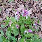 Attēlu rezultāti vaicājumam “Lathyrus vernus leaf”