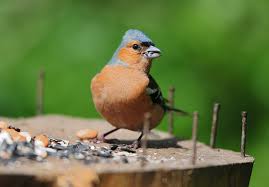 Attēlu rezultāti vaicājumam “Fringilla coelebs male”