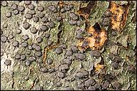 Attēlu rezultāti vaicājumam “Diatrype disciformis”