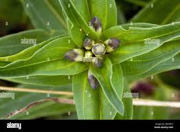 Attēlu rezultāti vaicājumam “Gentiana cruciata bud”