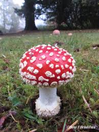Attēlu rezultāti vaicājumam “Amanita muscaria”