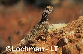 Image result for Central Weald Dragons