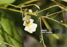 Attēlu rezultāti vaicājumam “Impatiens parviflora flower”