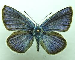 Attēlu rezultāti vaicājumam “Cyaniris semiargus underside”