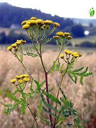 Attēlu rezultāti vaicājumam “Tanacetum vulgare flower”