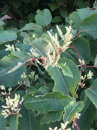 Attēlu rezultāti vaicājumam “Reynoutria sachalinensis flower”
