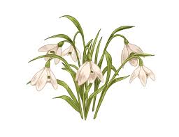 Attēlu rezultāti vaicājumam “Galanthus nivalis leaf”