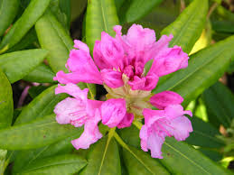 Image result for haaga tehron