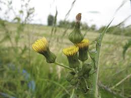 Attēlu rezultāti vaicājumam “Sonchus arvensis subsp. uliginosus bud”