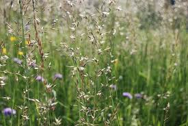 Attēlu rezultāti vaicājumam “Arrhenatherum elatius”