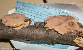 Attēlu rezultāti vaicājumam “Hapalopilus aurantiacus”