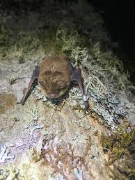 Attēlu rezultāti vaicājumam “Myotis sp.”