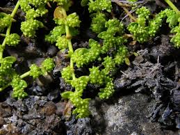 Attēlu rezultāti vaicājumam “Herniaria glabra”