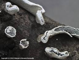 Attēlu rezultāti vaicājumam “Physarum bivalve”