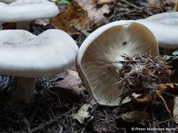 Attēlu rezultāti vaicājumam “Clitocybe nebularis”