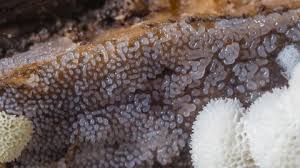 Attēlu rezultāti vaicājumam “Reticularia jurana macro”