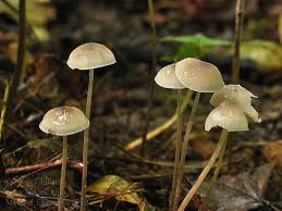 Attēlu rezultāti vaicājumam “Mycena filopes”