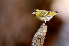 Attēlu rezultāti vaicājumam “Carduelis spinus male”