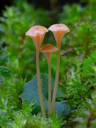 Attēlu rezultāti vaicājumam “Didymium nigripes”