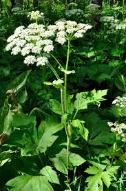 Attēlu rezultāti vaicājumam “Heracleum”