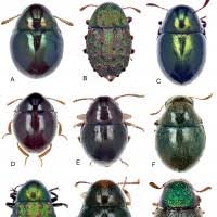 Attēlu rezultāti vaicājumam “Byrrhidae”