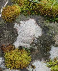 Attēlu rezultāti vaicājumam “Trapelia coarctata”