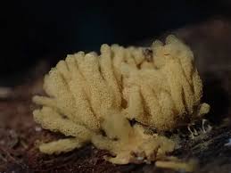 Attēlu rezultāti vaicājumam “Heterotrichia obvelata (syn. Arcyria obvelata) young”