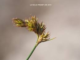 Attēlu rezultāti vaicājumam “Blysmus compressus fruit”