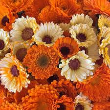 Attēlu rezultāti vaicājumam “Calendula officinalis flower”