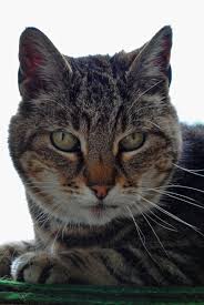 Image result for Eccles Archery Club