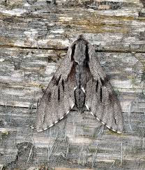 Attēlu rezultāti vaicājumam “Sphinx pinastri”