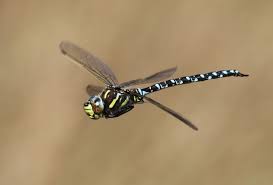 Attēlu rezultāti vaicājumam “Aeshna juncea”