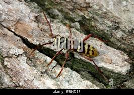 Attēlu rezultāti vaicājumam “Plagionotus detritus”