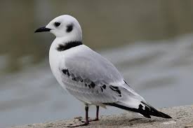 Attēlu rezultāti vaicājumam “Rissa tridactyla adult”