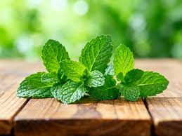 Attēlu rezultāti vaicājumam “Mentha arvensis leaf”