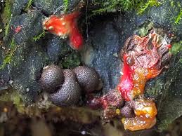 Attēlu rezultāti vaicājumam “Lycogala confusum young”