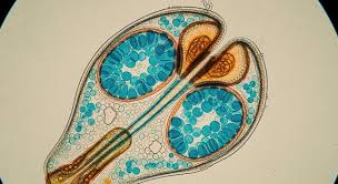 Attēlu rezultāti vaicājumam “Pilobolus crystallinus”