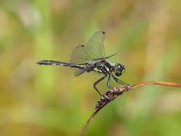 Attēlu rezultāti vaicājumam “Sympetrum danae”