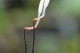 Attēlu rezultāti vaicājumam “Typhula erythropus”