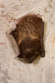 Attēlu rezultāti vaicājumam “Eptesicus nilssonii”