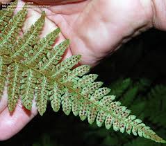 Attēlu rezultāti vaicājumam “Polystichum braunii”