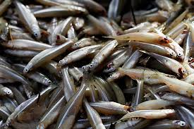 Attēlu rezultāti vaicājumam “Charales”