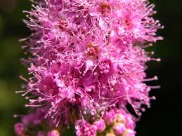 Attēlu rezultāti vaicājumam “Spiraea salicifolia”