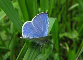 Attēlu rezultāti vaicājumam “Celastrina argiolus underside”
